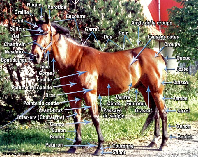 Illustration des parties du corps du cheval