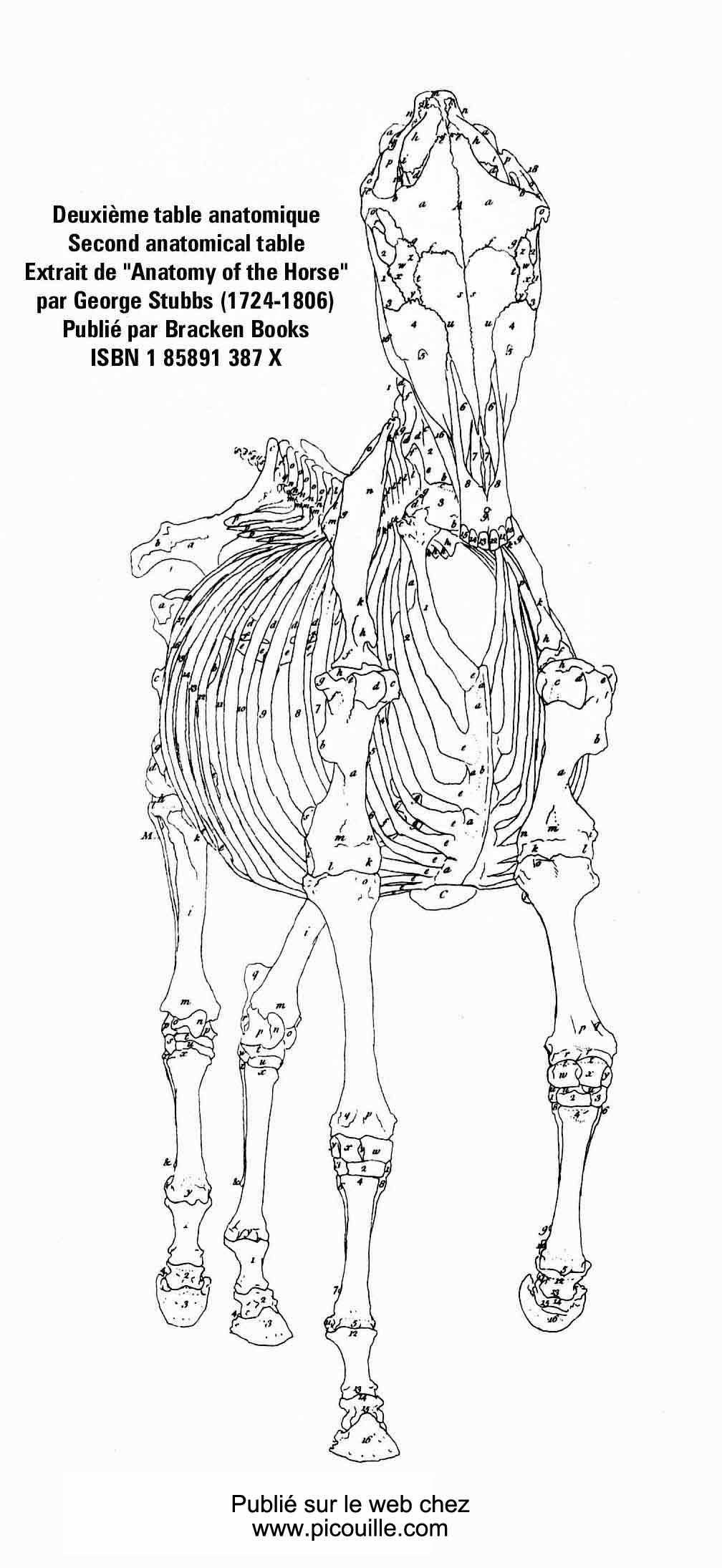 Version géante de la deuxième table anatomique de Geroge Stubbs.