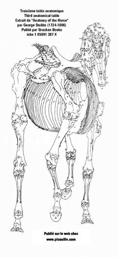 Version simple de la troisième table anatomique, une vue des os de derrière.