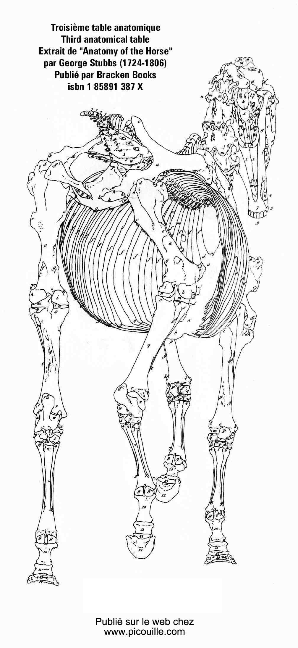 Version géante de la troisième table anatomique de Geroge Stubbs.