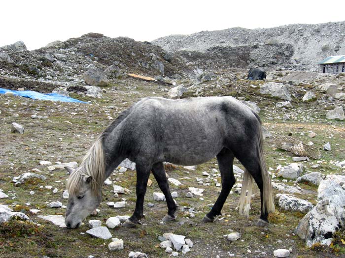 Le poney le plus haut du monde, 5200 mètres, septembre 2008