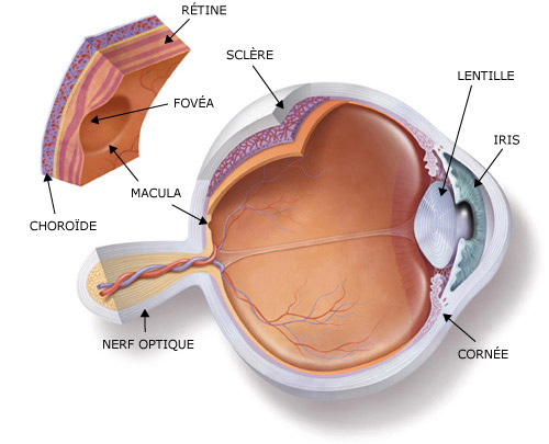 Image anatomique de l'oeil humain.